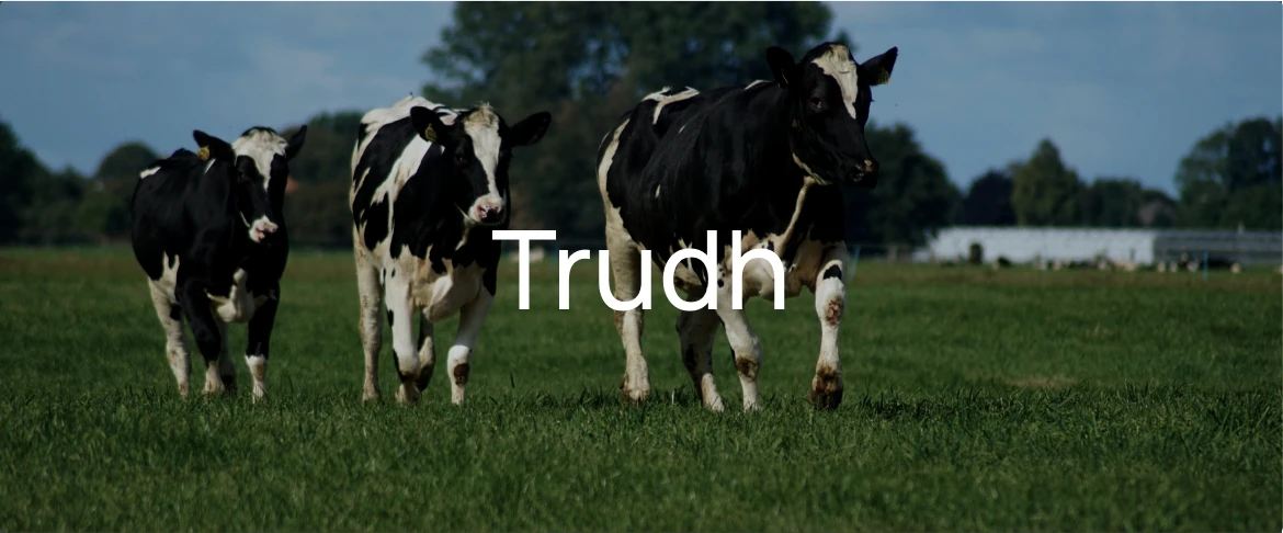 Trudh